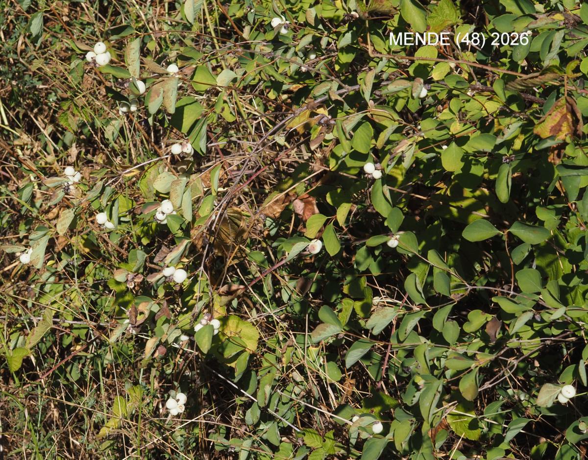 Snowberry plant